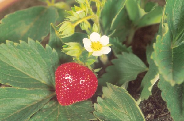 Strawberry plant with strawberry and blossom